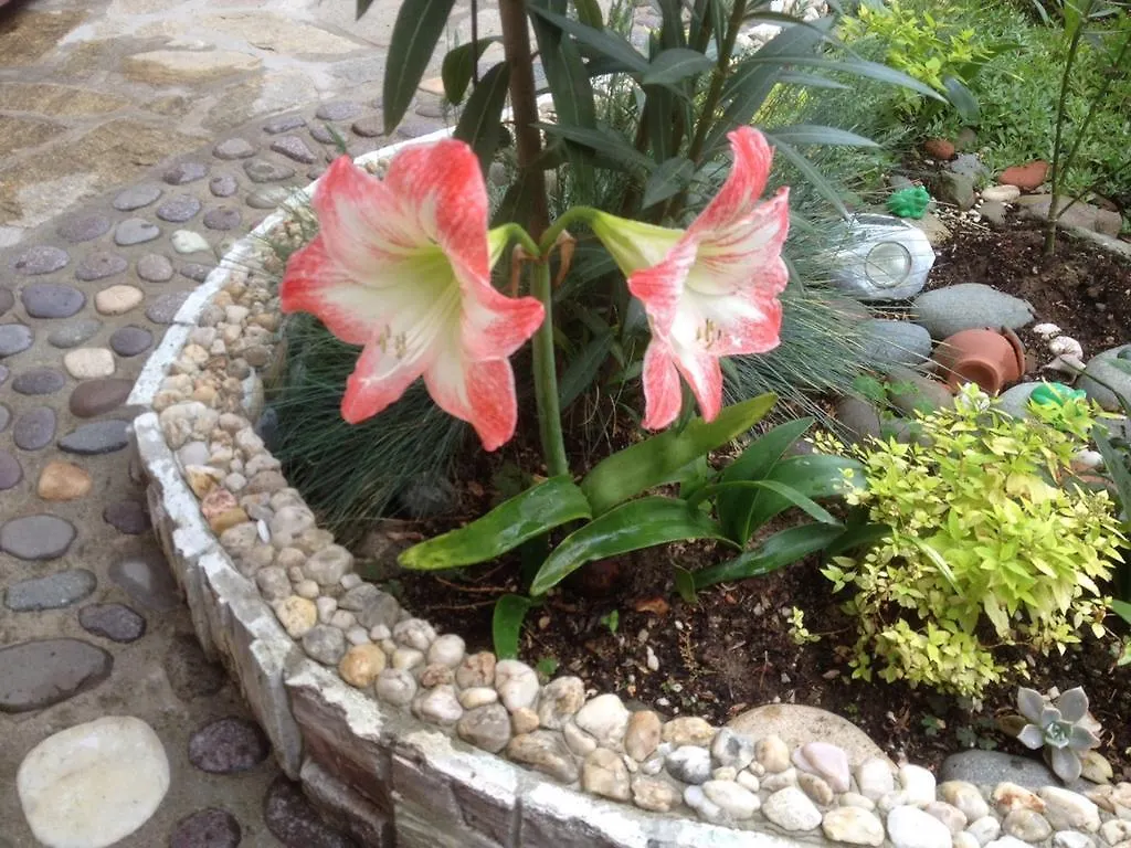 Guest House Plavas Sozopol